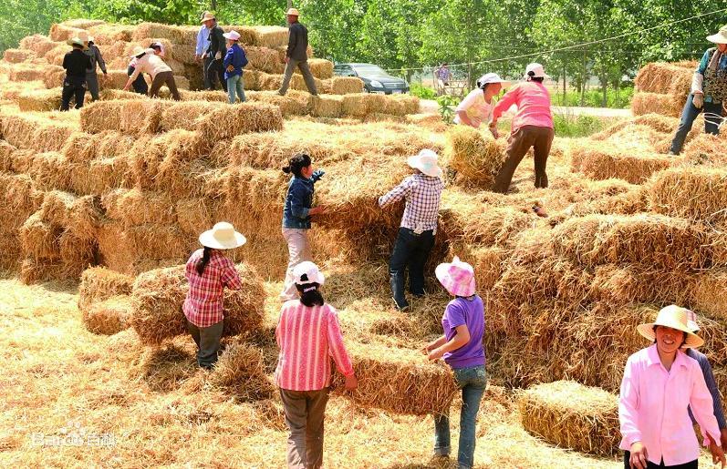 秸稈粉碎機讓秸稈焚燒現(xiàn)象從此消失且搖身一變成為農(nóng)業(yè)種植新肥料(圖1) 秸稈