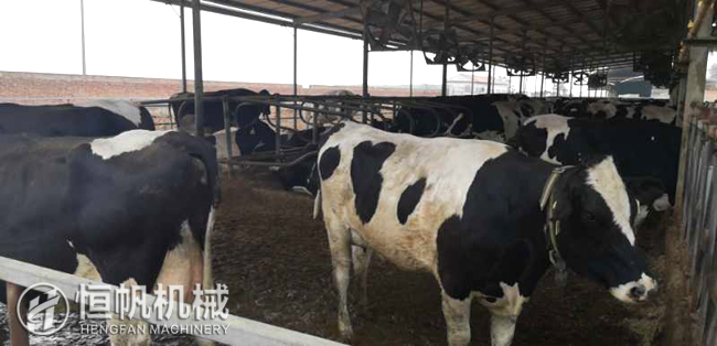 鄭州恒帆機械為溫縣客戶實地規(guī)劃年產(chǎn)三萬噸牛糞有機肥生產(chǎn)線項目(圖2) 牛糞有機肥生產(chǎn)